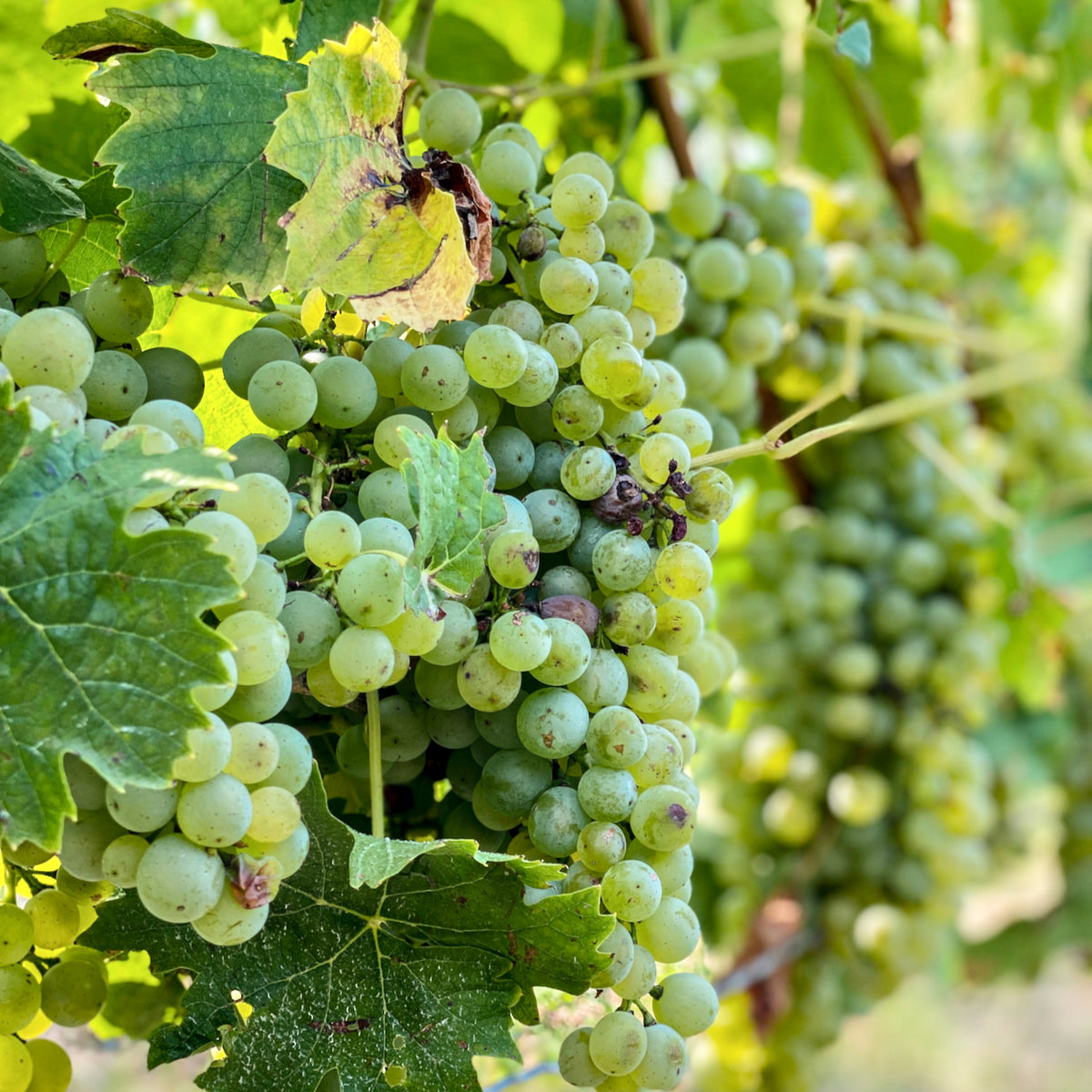 Skin Contact Riesling