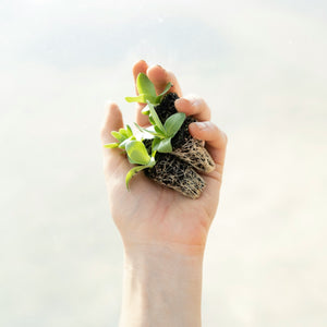 Press 1 to Plant - May 4